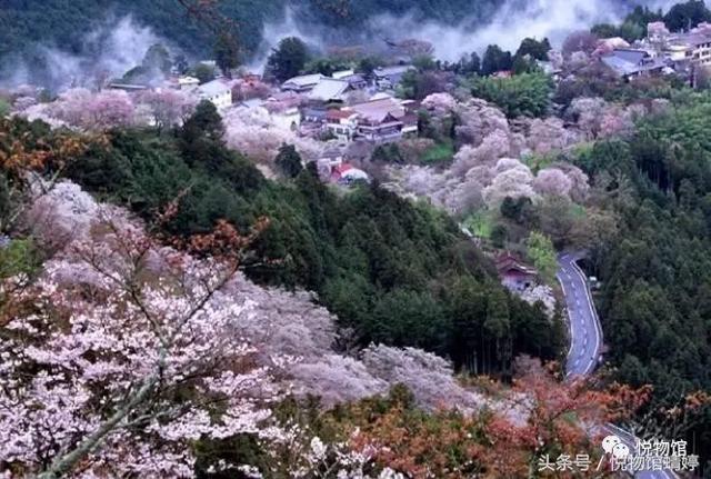 日本樱花季自由行攻略（上篇）
